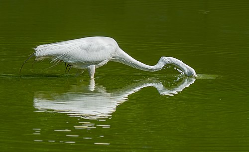 Great egret in GWC (43539).jpg