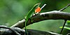 Green anole (Anolis carolinensis) in situ, Polk County, Texas