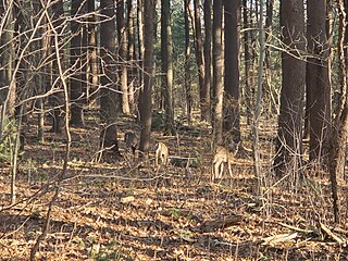 Deer in the woods