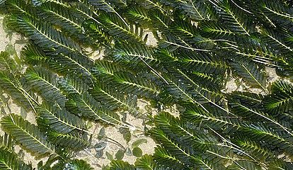 Fern seagrasses, Halophila spinulosa, can cover large areas in a green feathery carpet