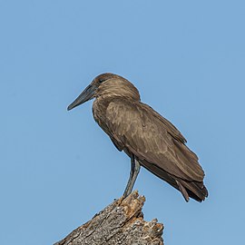 Hamerkop Scopus umbretta Kenya