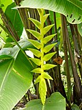 Heliconia xanthovillosa-IMG 0702.JPG