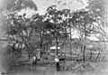 Hermann and Fanny Rieck on their banana farm, 1893