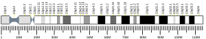 Chromosome 13 humain