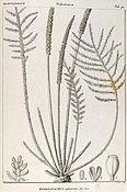 Hydrostachys imbricata з родини Hydrostachyaceae