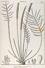 Miniatura para Hydrostachyaceae