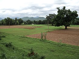 Cultivated fields and trees, with people for scale