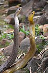 Indian Rat Snake (Rare picture)