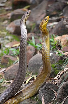 Индийская крысиная змея (серая и желтая) .jpg