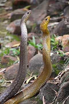 Description de l'image Indian Rat Snake (Grey and Yellow).jpg.