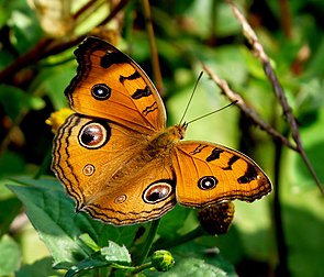 Junonia almana. (définition réelle 1 798 × 1 536)