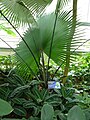 Sous serre, Jardin botanique de la reine Sirikit, Thaïlande