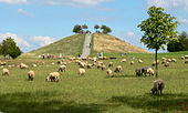 Schafbeweidung am Nordhügel