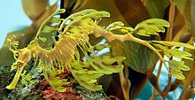 The leafy sea dragon sways like seaweeds to reinforce its camouflage. Leafy Seadragon Phycodurus eques 2500px PLW edit.jpg