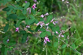 3出複葉で、小葉の先端は尖らずに丸みを帯びる。初秋に花序を出す。（9月）