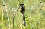 Leucorrhinia rubicunda – Oberseite