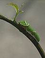 A Swallowtail caterpillar on a branch of keffir lime tree