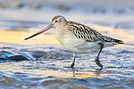 Limosa lapponica