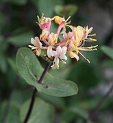 Caprifoliaceae: Lonicera etrusca. Multigenérica