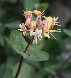 Lonicera etrusca