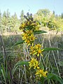 zlatobýl obecný (Solidago virgaurea) Don Pedro