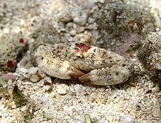 Macromedaeus nudipes