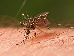 Mosquito inspires near-painless hypodermic needle