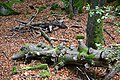 V rámci bezzásahového managementu není odstraňováno mrtvé dřevo. To vyhledává např. houba troudnatec kopytovitý (Fomes fomentarius).
