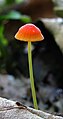 Orangeroter Helmling Mycena acicula