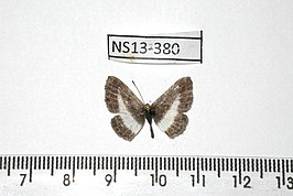 Mycastor leucarpis