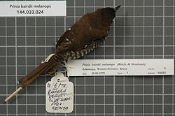 Naturalis Biodiversity Center - RMNH.AVES.94853 1 - Prinia bairdii melanops (Reichenow and Neumann, 1895) - Sylviidae - bird skin specimen.jpeg