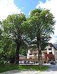 Ahornbäume neben der Kirche in Pertisau