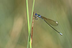 Nehalennia speciosa female andreas thomas hein IMG 9209.JPG