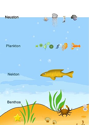 Plankton (organisms that drift with water currents) can be contrasted with nekton (organisms that swim against water currents), neuston (organisms that live at the ocean surface) and benthos (organisms that live at the ocean floor). Neuston, Plankton, Nekton, Benthos.jpg