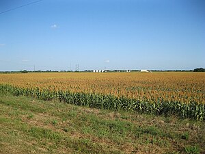 View shows a cornfield on FM 1160 near Hwy 71 near New Taiton. The four distant white tanks are an oil or gas well.