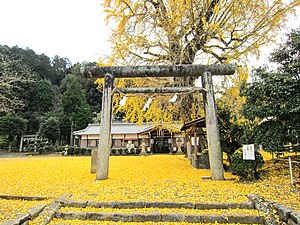 A ginkgo tree at Niu-Sakadono-Jinja Shrine