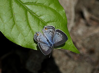 Dorsal view