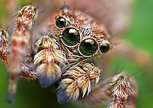 Opo Terser - Sitticus fasciger Jumping Spider (by).jpg