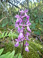 Unha orquídea (Orchis mascula)