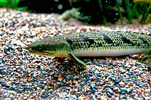 Ornate bichir, Boston Aquarium.JPG