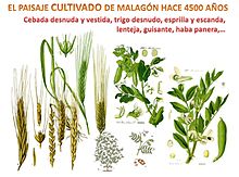 Paisaje vegetal cultivado de El Malagón (Cúllar) en el III milenio A.C.