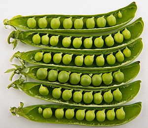 English: Studio photo of peas in their pods.