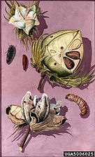Bomullsmal, Pectinophora gossypiella, Skiss över angrepp på bomull
