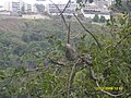 Pereza (Bradypus tridactylus) La Boyera, Miranda - Venezuela