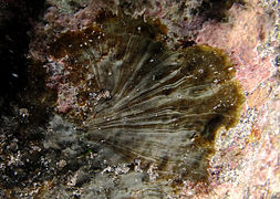 Peyssonnelia (Peyssonnelia sp., algue rouge calcaire)