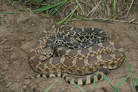 נחש גופר פסיפי מתת-מין (Bullsnake (Pituophis catenifer sayi