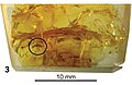 September 16: New Jersey amber containing specimens of Plumalexius rasnitsyni