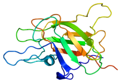 Протеин F5 PDB 1czs.png