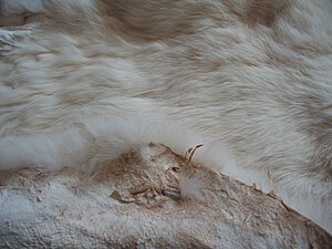 English: This is a rabbit pelt that has been t...