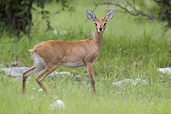 Femia, no Parque Nacional Etosha